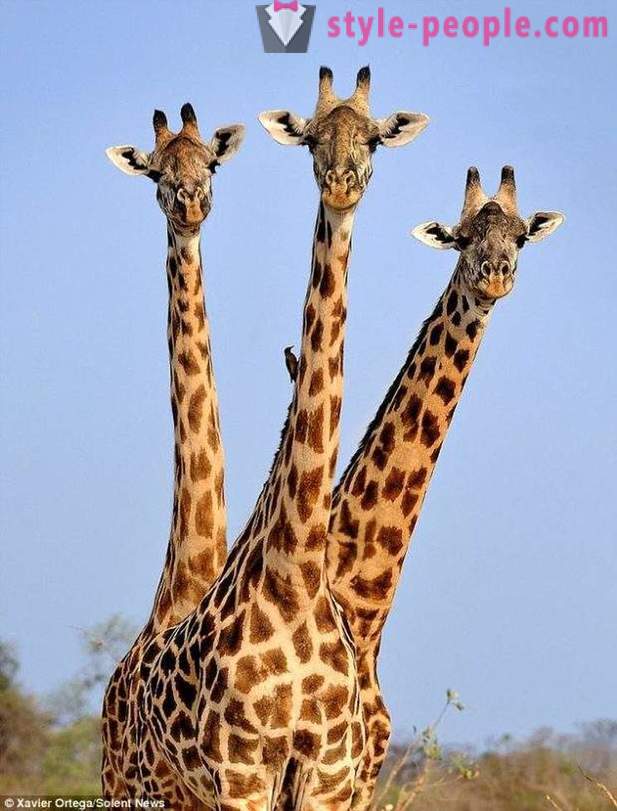 У Замбији, три главе жирафа је погодио метак