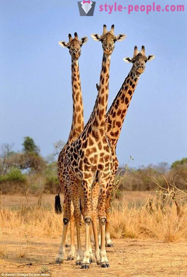 У Замбији, три главе жирафа је погодио метак