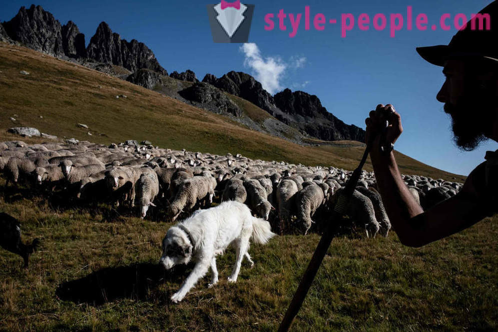 Живот пастира у Алпима