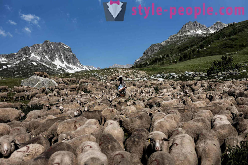 Живот пастира у Алпима