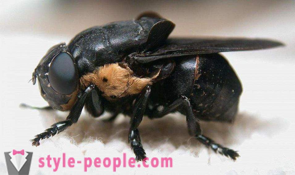 Најопаснији инсекти на планети