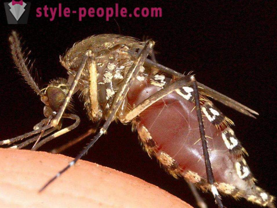 Најопаснији инсекти на планети
