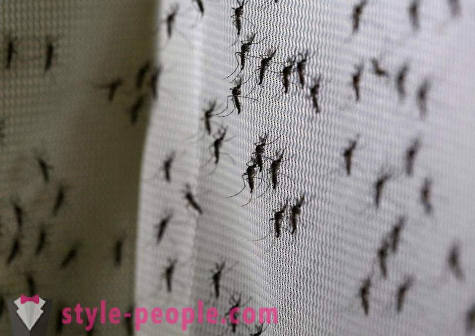 Бил Гејтс је издвојила милионе долара да створе комараца