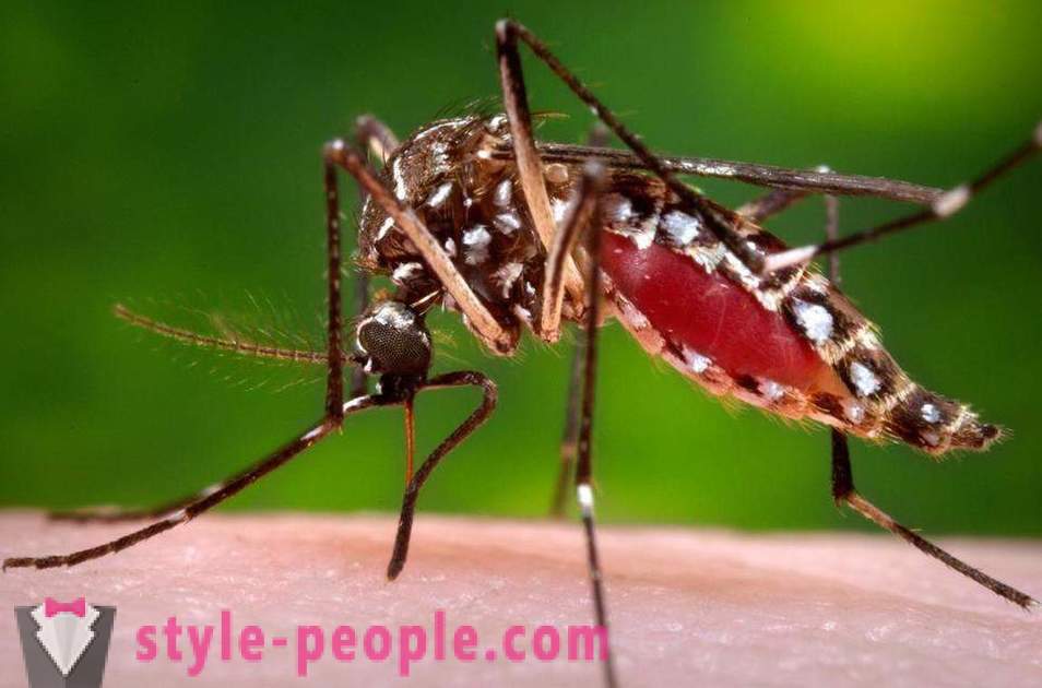 Бил Гејтс је издвојила милионе долара да створе комараца