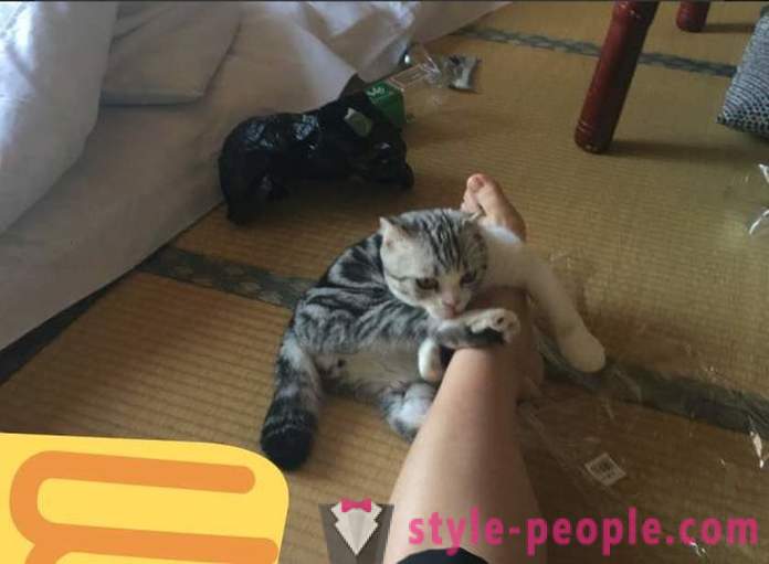 Јапански хотелу, где можете узети мачку за издавање