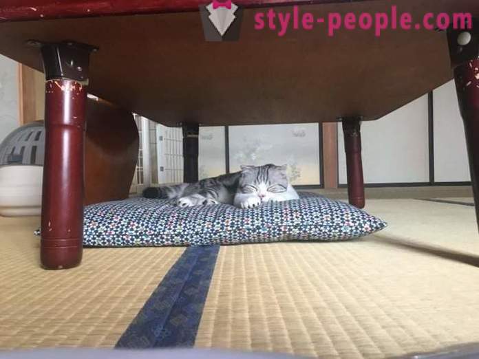 Јапански хотелу, где можете узети мачку за издавање