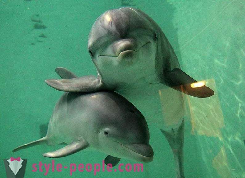 Амазинг о делфинима