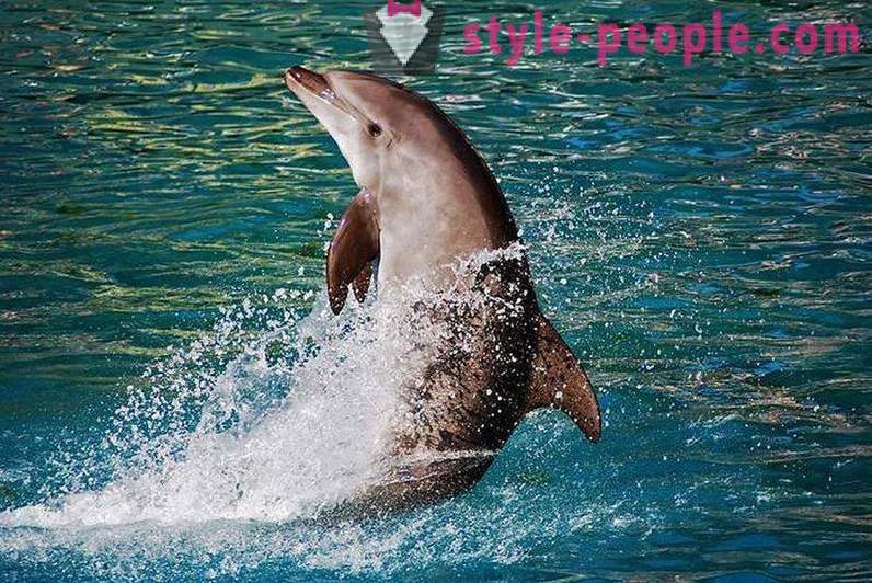 Амазинг о делфинима