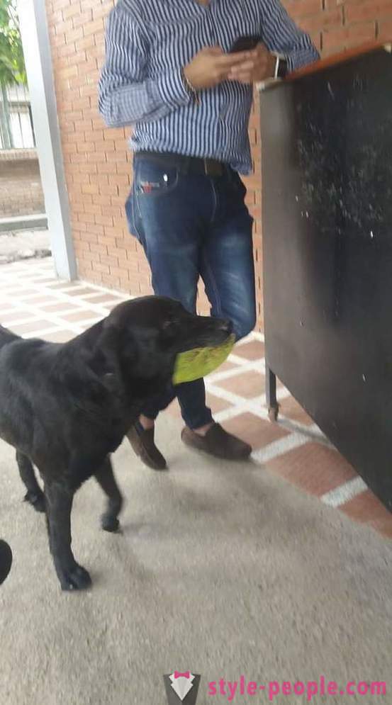 Пас је научио да купи храну за своју валуту