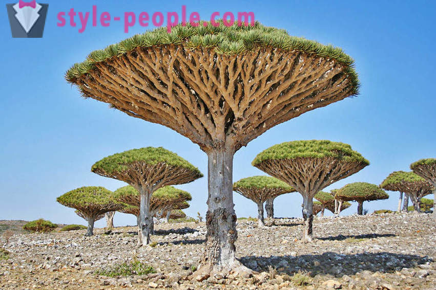 Невероватна лепота дрвећа из целог света