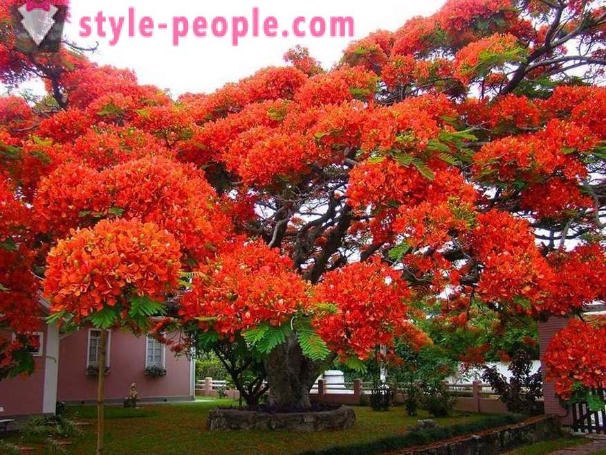Невероватна лепота дрвећа из целог света