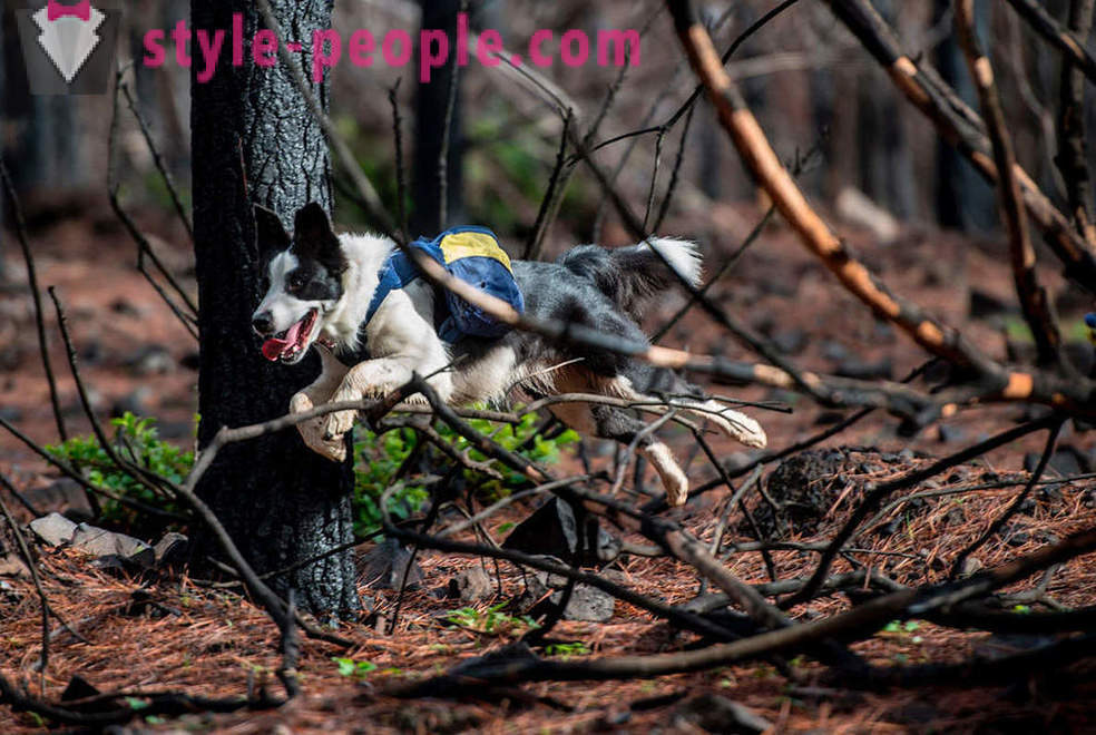 Пси помоћи вратити цхилеан шуме