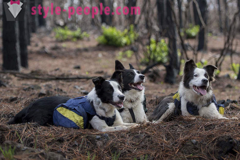 Пси помоћи вратити цхилеан шуме
