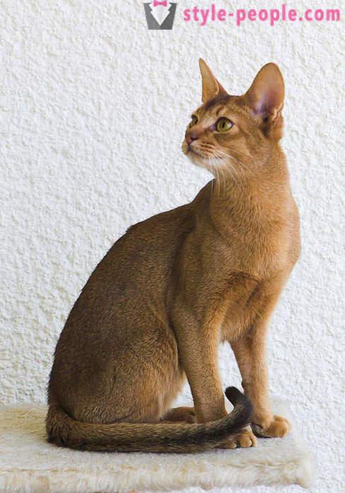 Играње Др. Мореау: Каракетов - најскупљу и најређих расе мачака