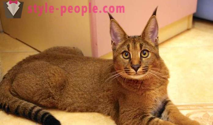 Играње Др. Мореау: Каракетов - најскупљу и најређих расе мачака