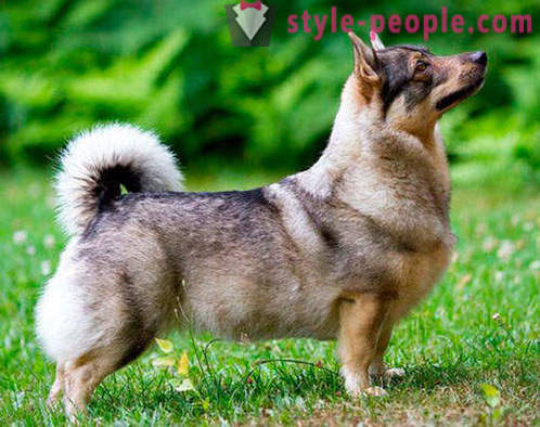17 неодољива раса паса, које никада нисте чули