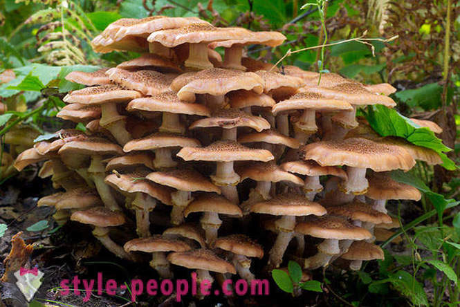 Печурке - шумско краљеви