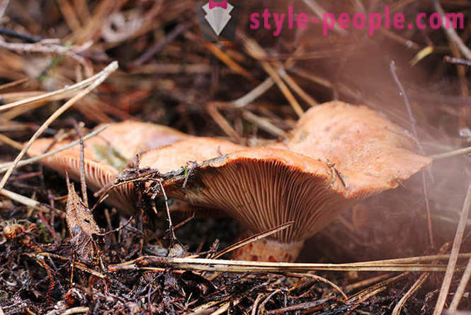 Печурке - шумско краљеви