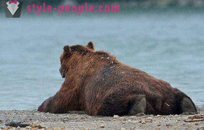 Kamchatka медведи