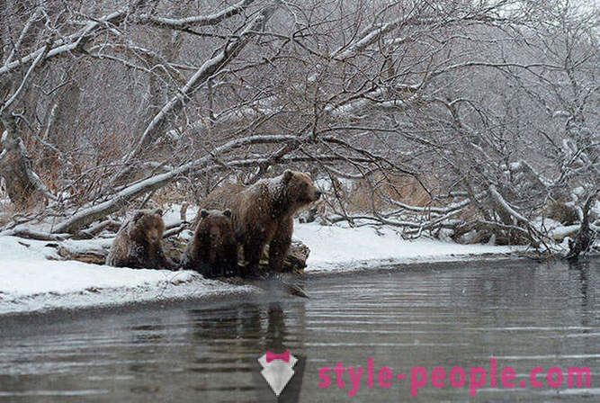 Kamchatka медведи