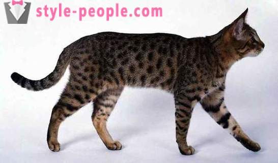 Од 10 највећих ретких и скупих раса мачака