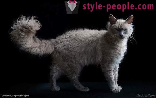 Од 10 највећих ретких и скупих раса мачака