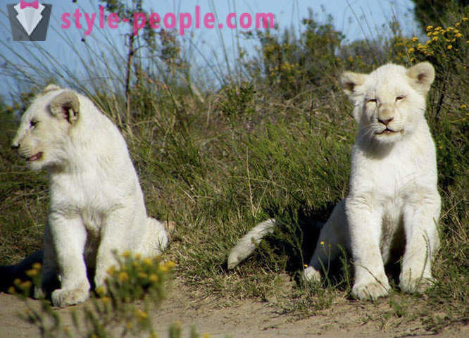 Шетња у друштву белих лавова