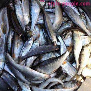 Риболов на Пакхра: фотографија и мишљења. риболовна места