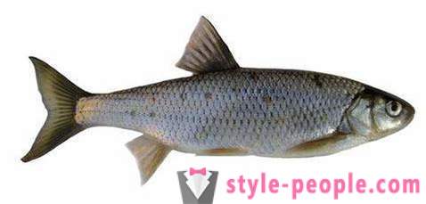Елек (риба): опис и фотографије. Зима риболов на Даце