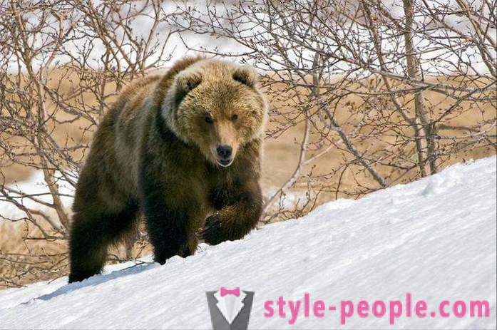 Имајте лов зими. Лов на поларне медведе
