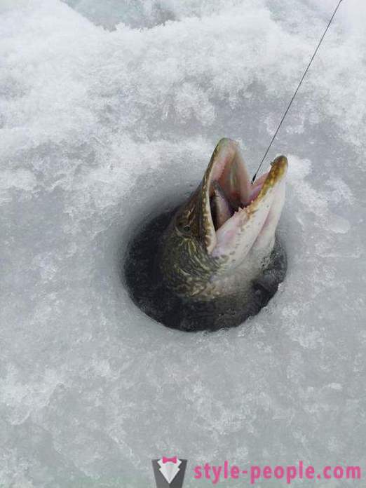 Пике риболов на зхерлитси зиме. Пике риболов у зимском троллинг